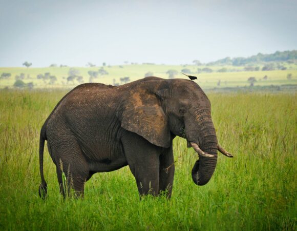 14 Days Tanzania – Kenya Grand Circle Safaris