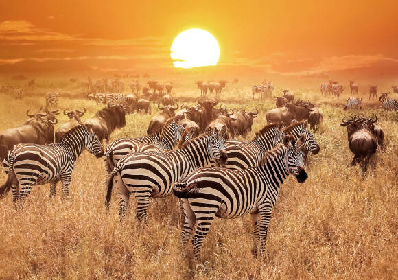 4 Days Explore Ngorongoro, Serengeti & Manyara