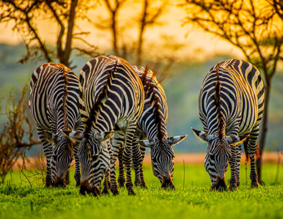 Lake Mburo National Park