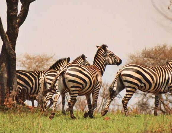 Akagera National Park