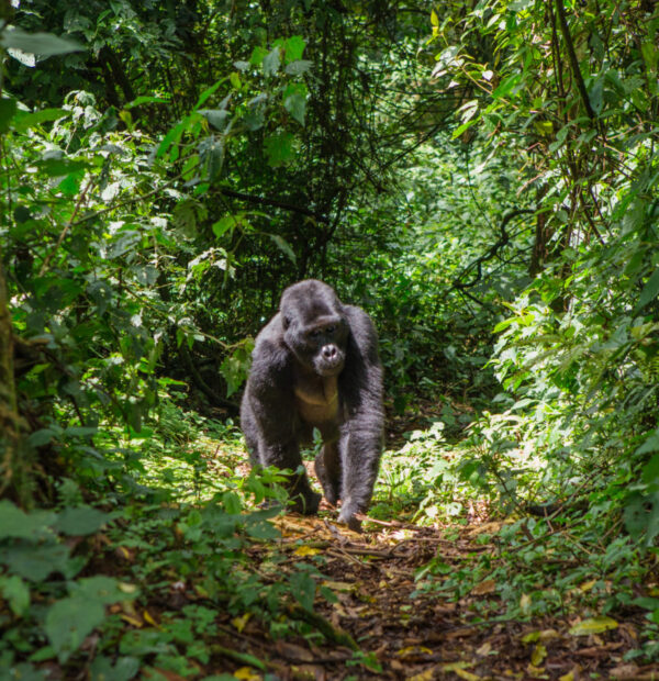 7 Days Rwanda Gorilla Tracking and Wildlife Safari