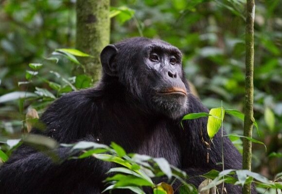 4 Days Double Gorilla Trekking Rwanda