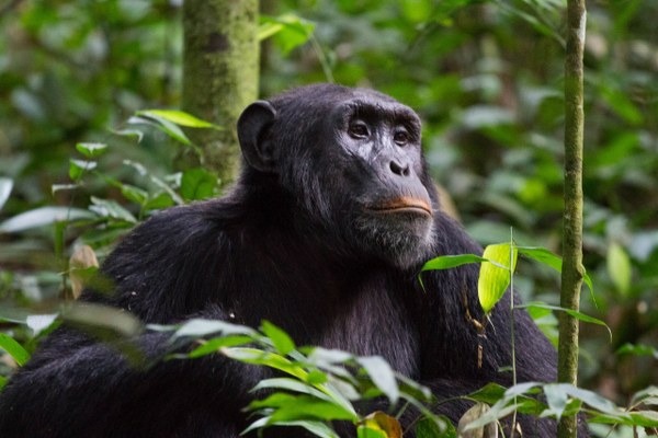 4 Days Double Gorilla Trekking Rwanda