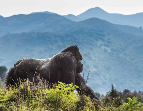 Hirwa Gorilla group trek