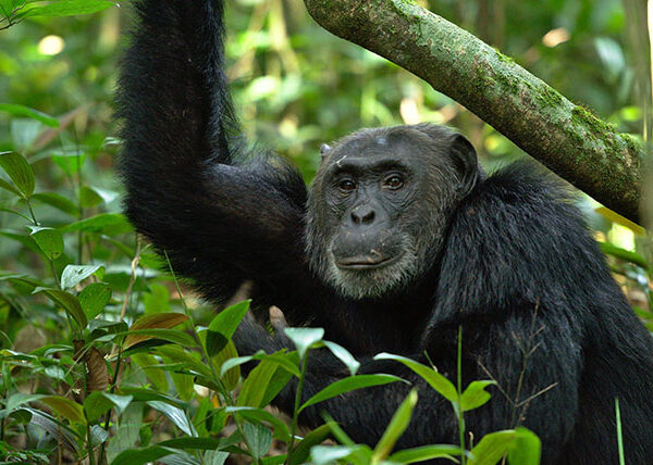 3 Days Bwindi Gorilla Tour