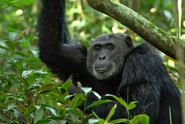 3 Days Bwindi Gorilla Tour