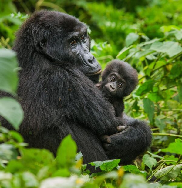 2 Day Rwanda Gorilla Tour