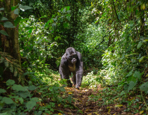 Ugende Gorilla Family