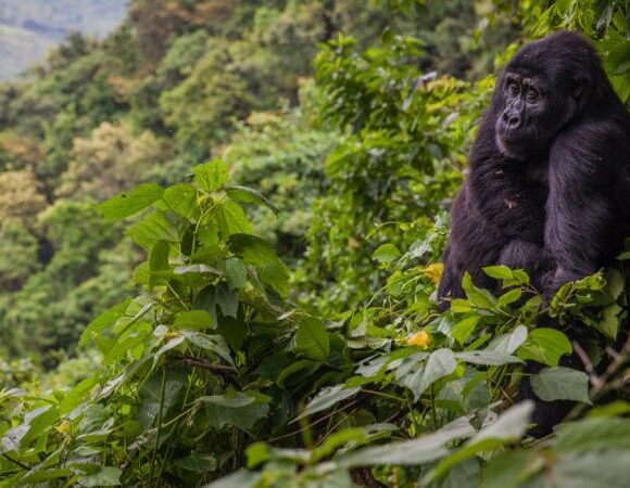 The sabinyo gorilla group.