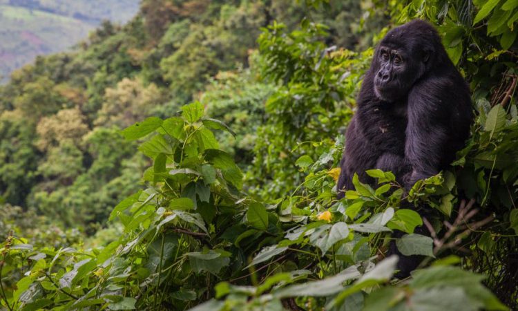 8 Days Uganda Gorilla and Wildlife safari