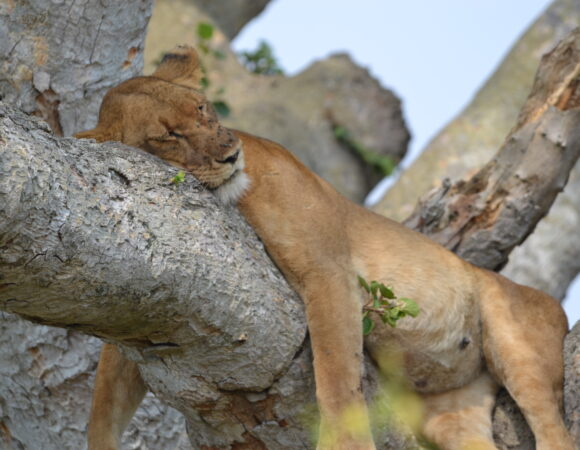 Tree climbing lions.