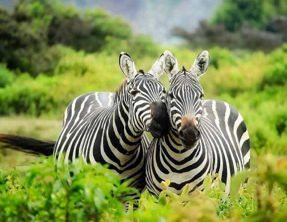 8 Days Uganda Wildlife Safari