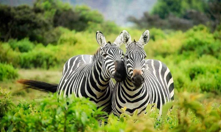 8 Days Uganda Wildlife Safari