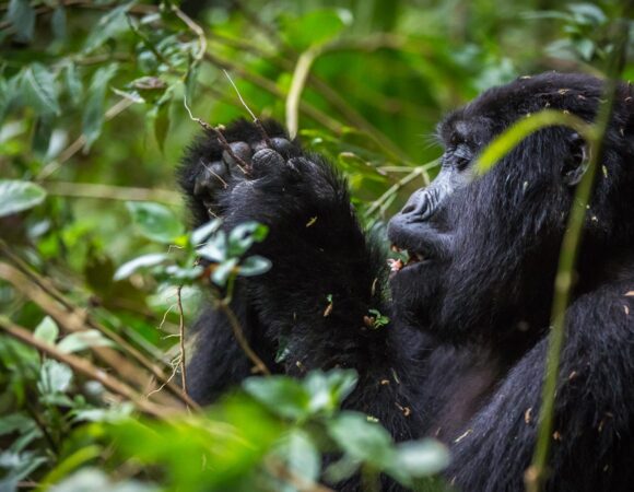 Amahoro gorilla group.