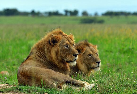 3 Days Murchison Falls Safari