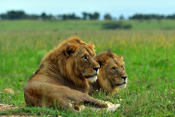 3 Days Murchison Falls Safari