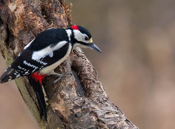 4 Days Bird Life Murchison Falls Safari