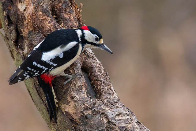 4 Days Bird Life Murchison Falls Safari