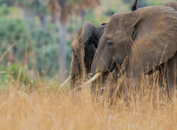 The Big Five Animals