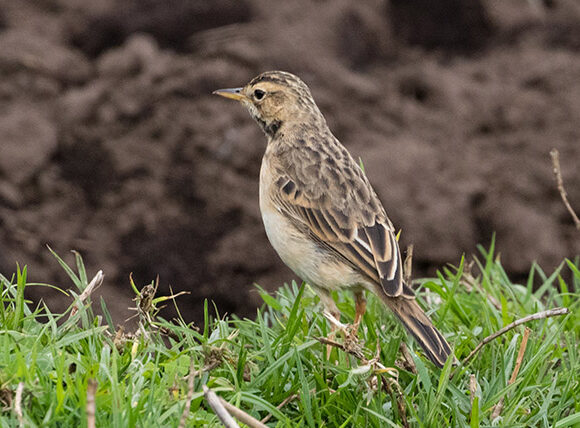 Uganda Birding Safaris