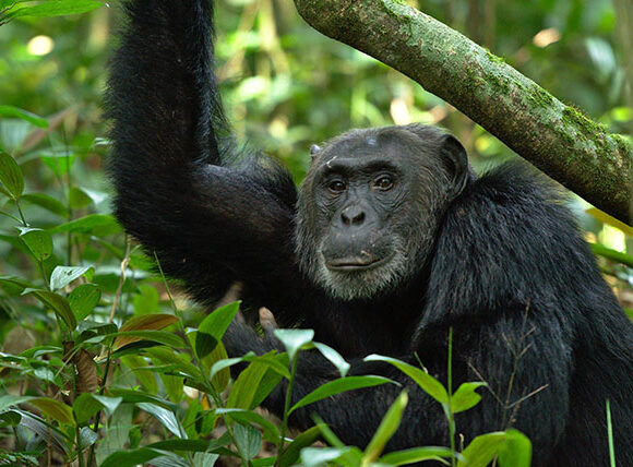 Chimpanzee Forest Trekking In Uganda