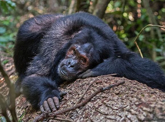 Chimpanzee Forest Trekking In Uganda