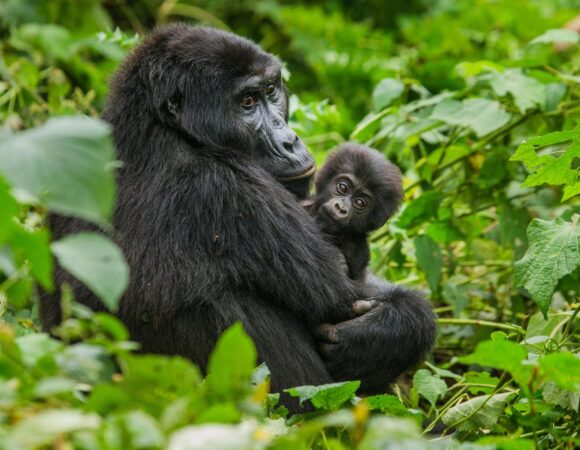 4 Days Mgahinga Primates Safari