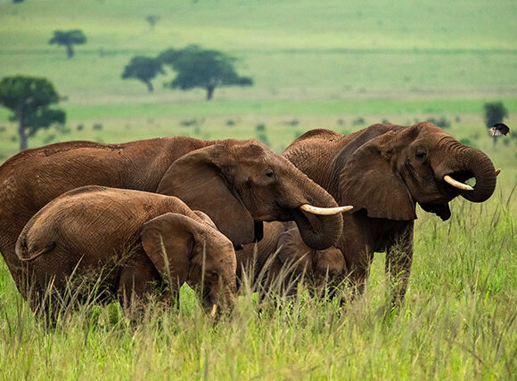 Uganda wildlife safaris