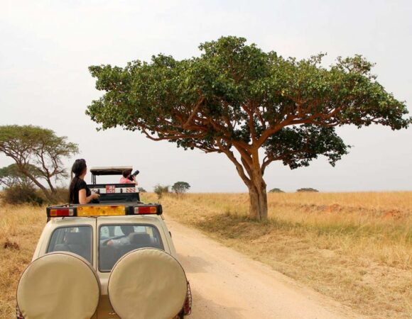 African savannah game drives.