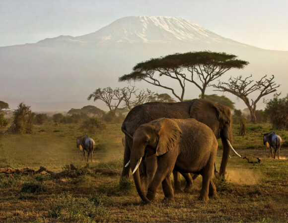 5 Days Masai Mara / Lake Nakuru Camping