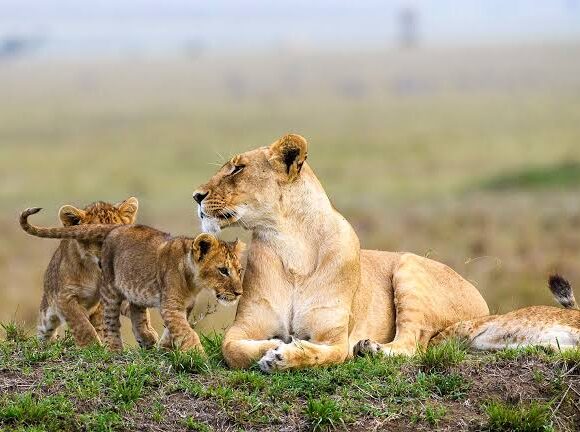 3 Days Masai Mara 4×4 Private Camping Safari