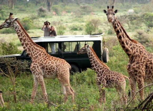 5 Days Nakuru, Naivasha & Masai Mara | Private 4×4 Lodge Safari