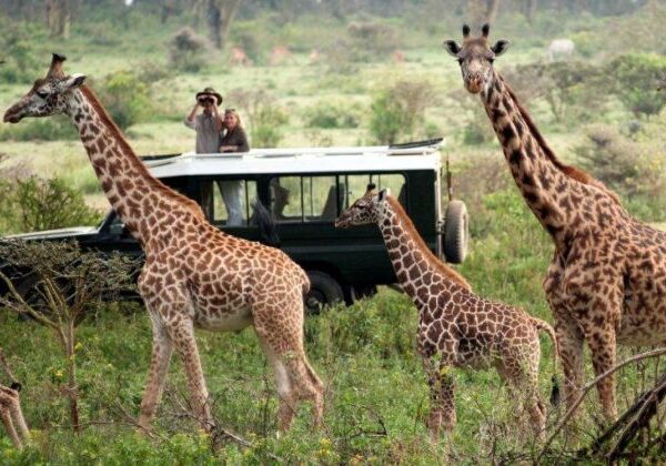 5 Days Nakuru, Naivasha & Masai Mara | Private 4×4 Lodge Safari